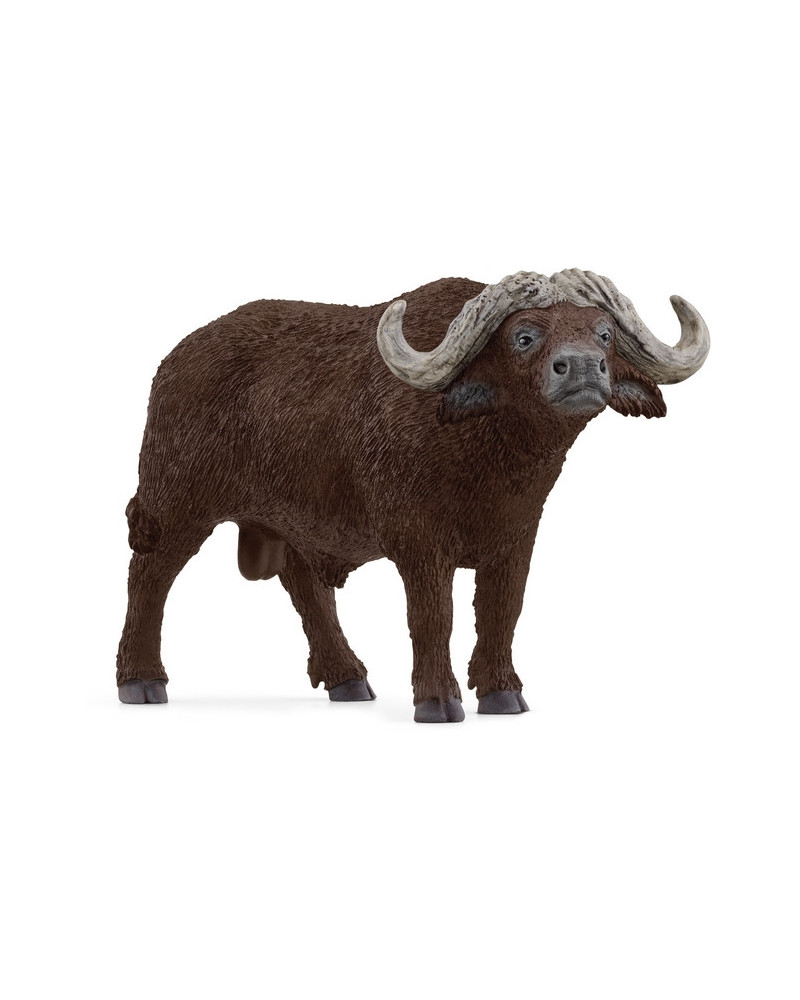 BUFFLE D'AFRIQUE