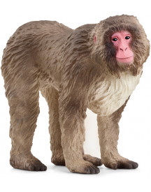 MACAQUE JAPONAIS