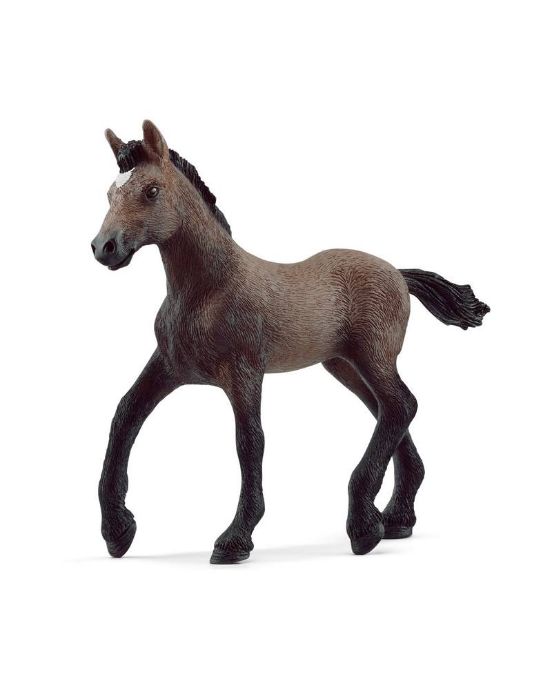 POULAIN PASO PERUVIEN