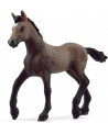 POULAIN PASO PERUVIEN