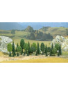 SACHET DE 35 ARBRES ASSORTIS 50A110MM