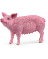 COCHON