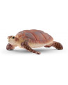 TORTUE MARINE À BEC COURT
