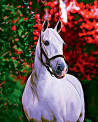 BRODERIE DIAMANT CHEVAL ET FOND COLORE