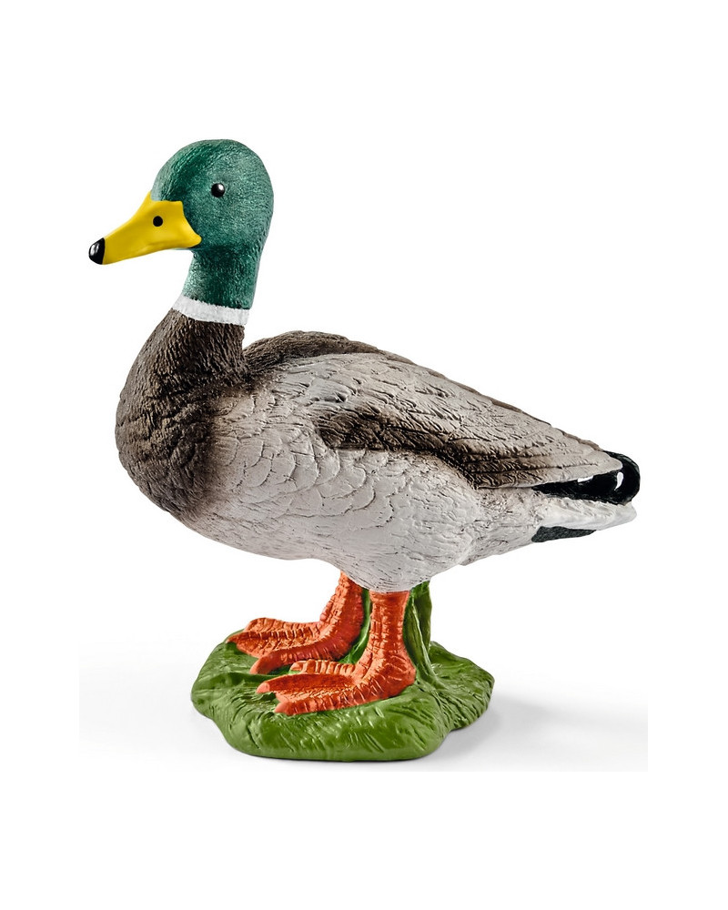 CANARD