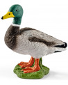 CANARD