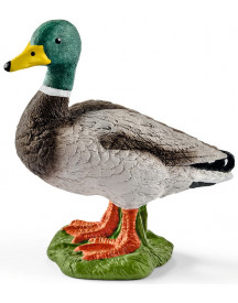 CANARD