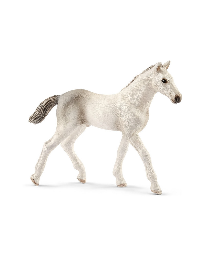 POULAIN HOLSTEIN