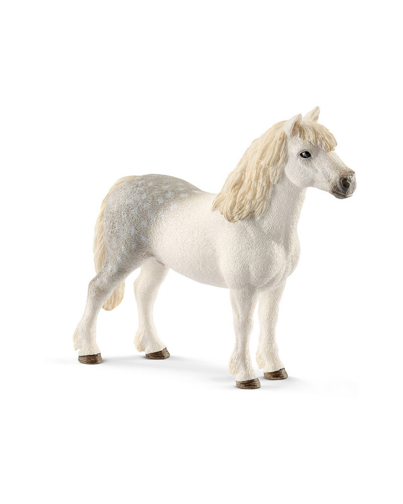 PONEY GALLOIS MALE