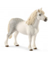 PONEY GALLOIS MALE