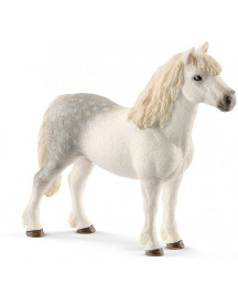 PONEY GALLOIS MALE