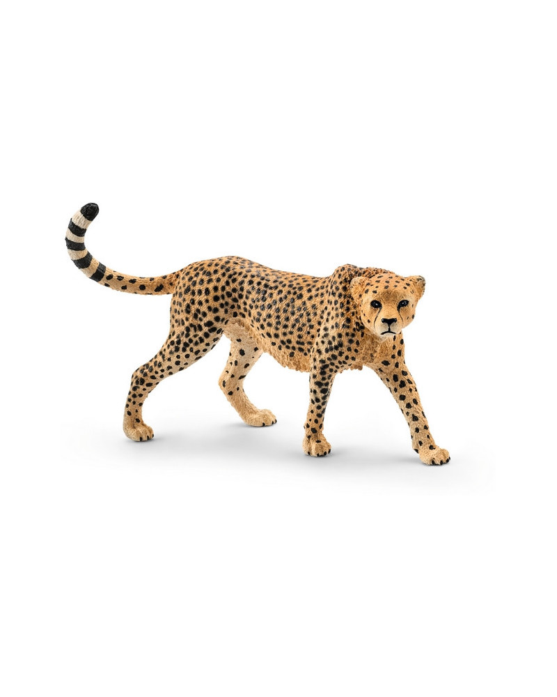 GUEPARD FEMELLE