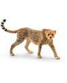 GUEPARD FEMELLE