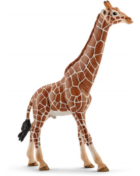 GIRAFE MALE