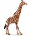 GIRAFE MALE