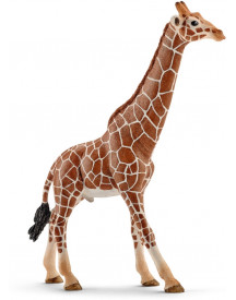 GIRAFE MALE