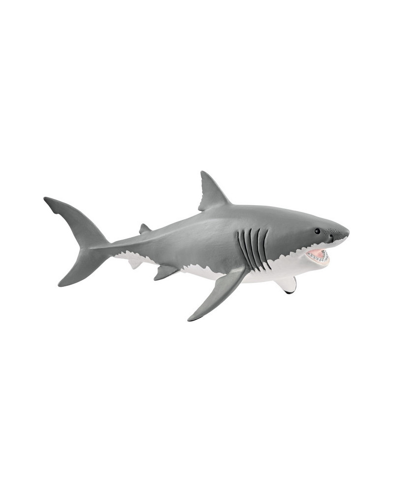 REQUIN BLANC