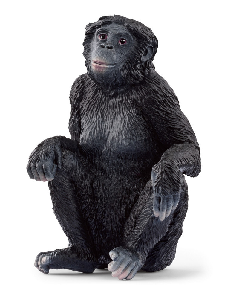 BONOBO FEMELLE