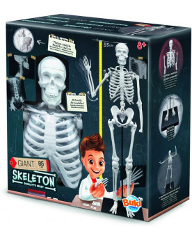 SQUELETTE 85CM