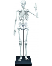 SQUELETTE 85CM