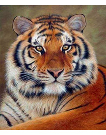 BRODERIE DIAMANT REGARD DE TIGRE + CHASS