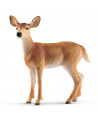 BICHE DE VIRGINIE