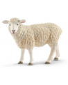 MOUTON