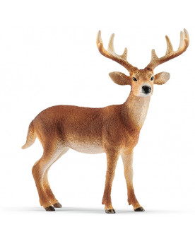 CERF DE VIRGINIE