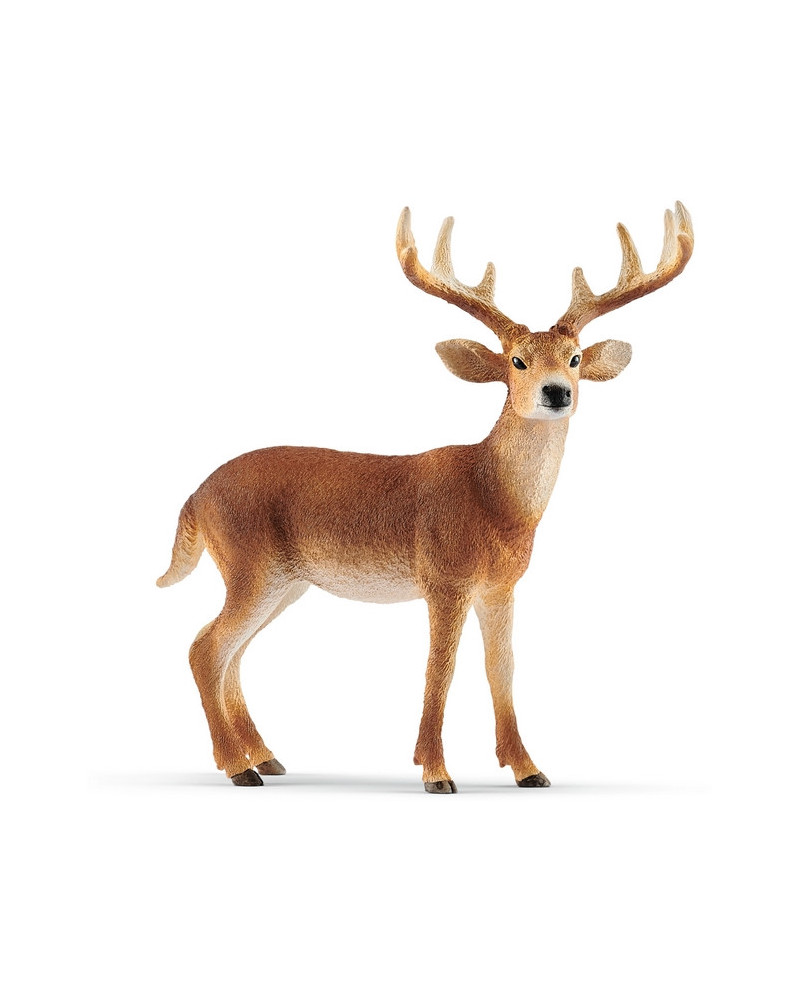 CERF DE VIRGINIE