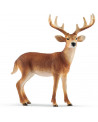 CERF DE VIRGINIE