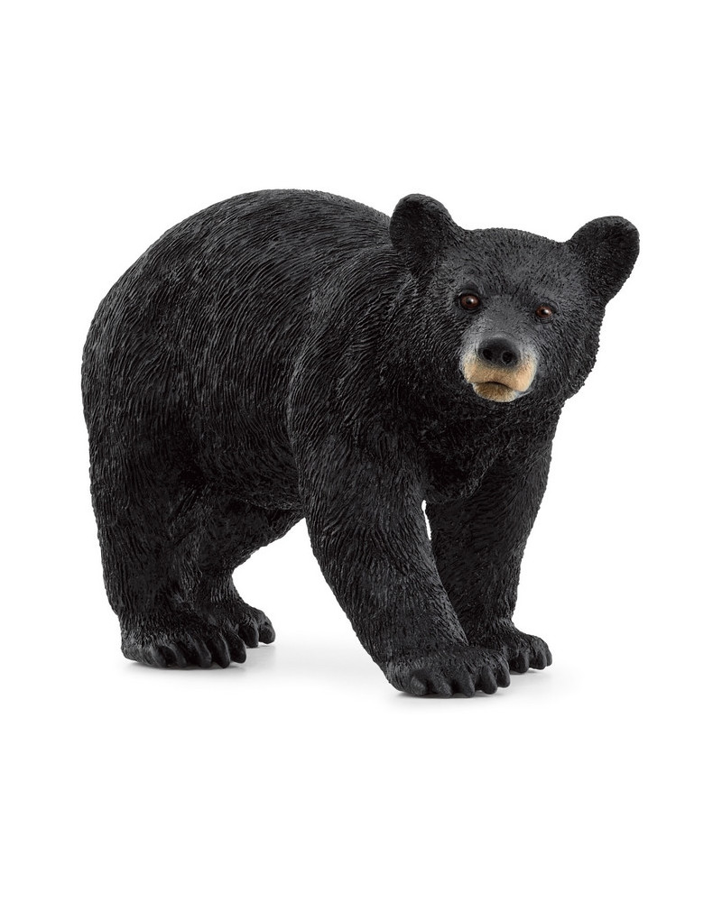 OURS NOIR D'AMÉRIQUE