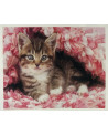 PPN 40X50 CHATON ENROBE