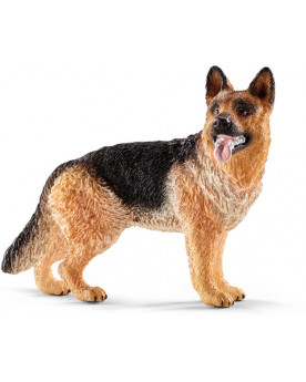 BERGER ALLEMAND FEMELLE