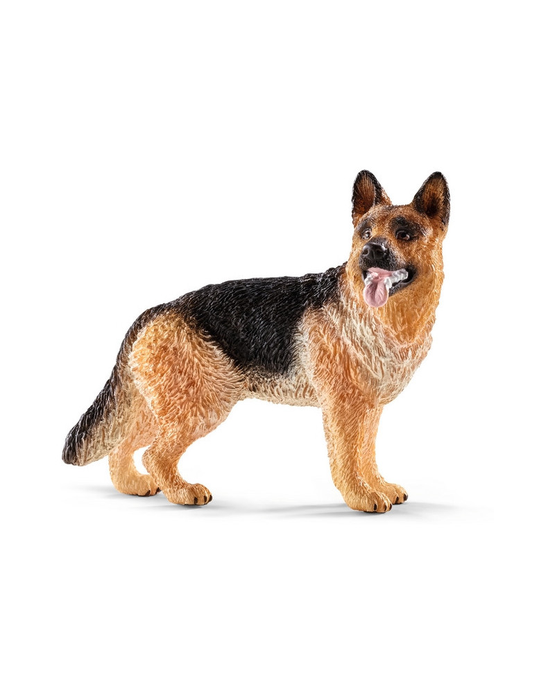 BERGER ALLEMAND FEMELLE