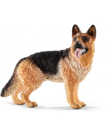 BERGER ALLEMAND FEMELLE