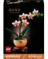 L'ORCHIDEE MINIATURE