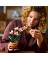 L'ORCHIDEE MINIATURE
