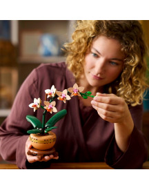 L'ORCHIDEE MINIATURE