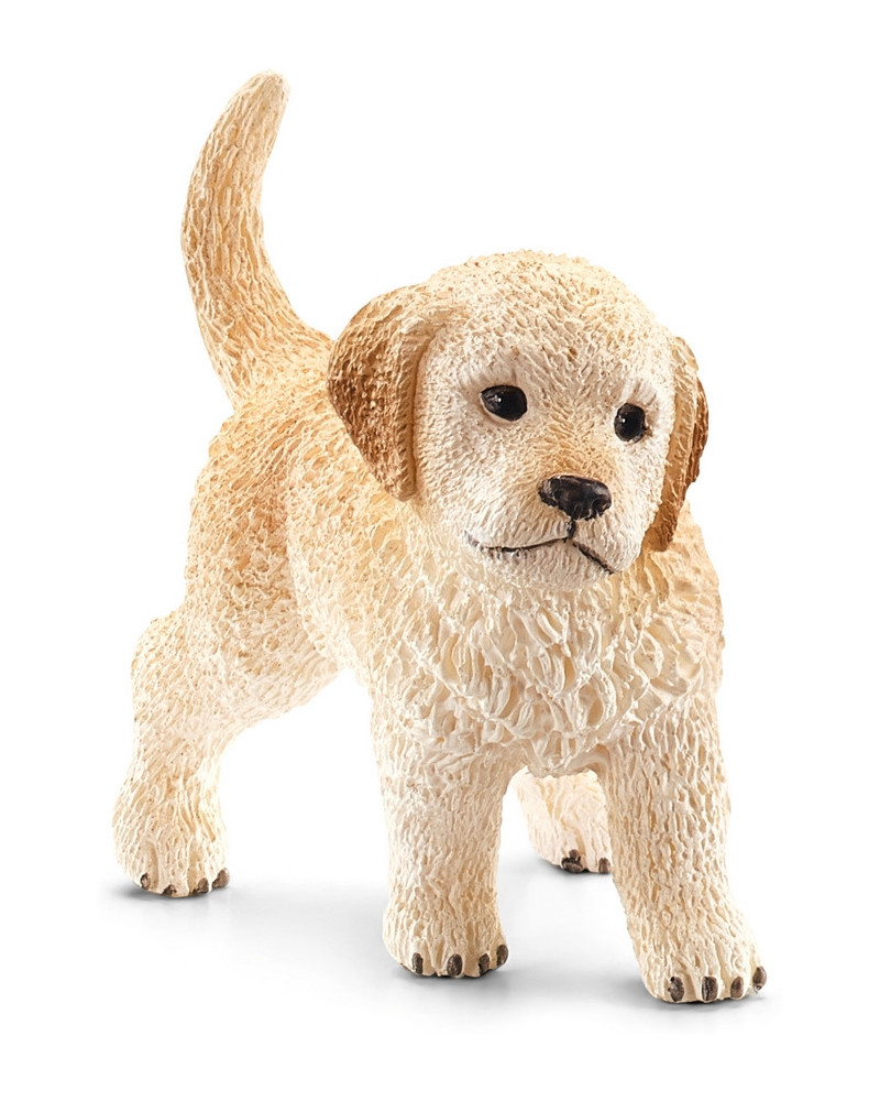 CHIOT GOLDEN RETRIEVER