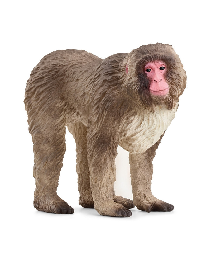 MACAQUE JAPONAIS
