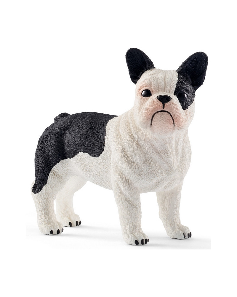 BOULEDOGUE FRANÇAIS