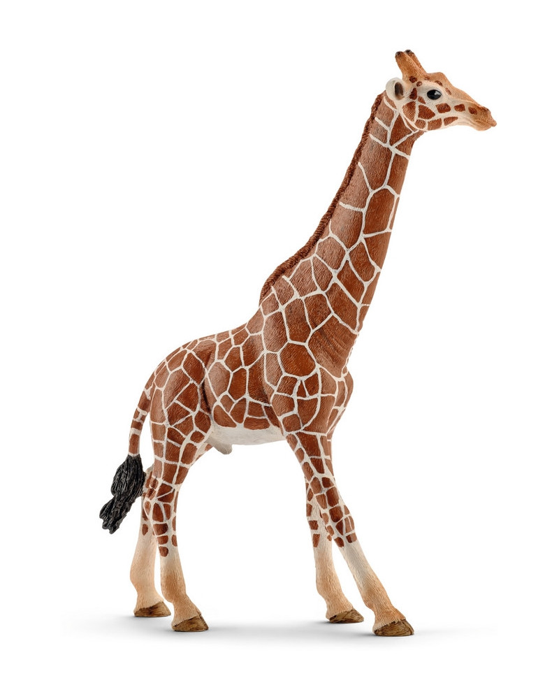 GIRAFE MALE