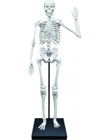 SQUELETTE 85CM