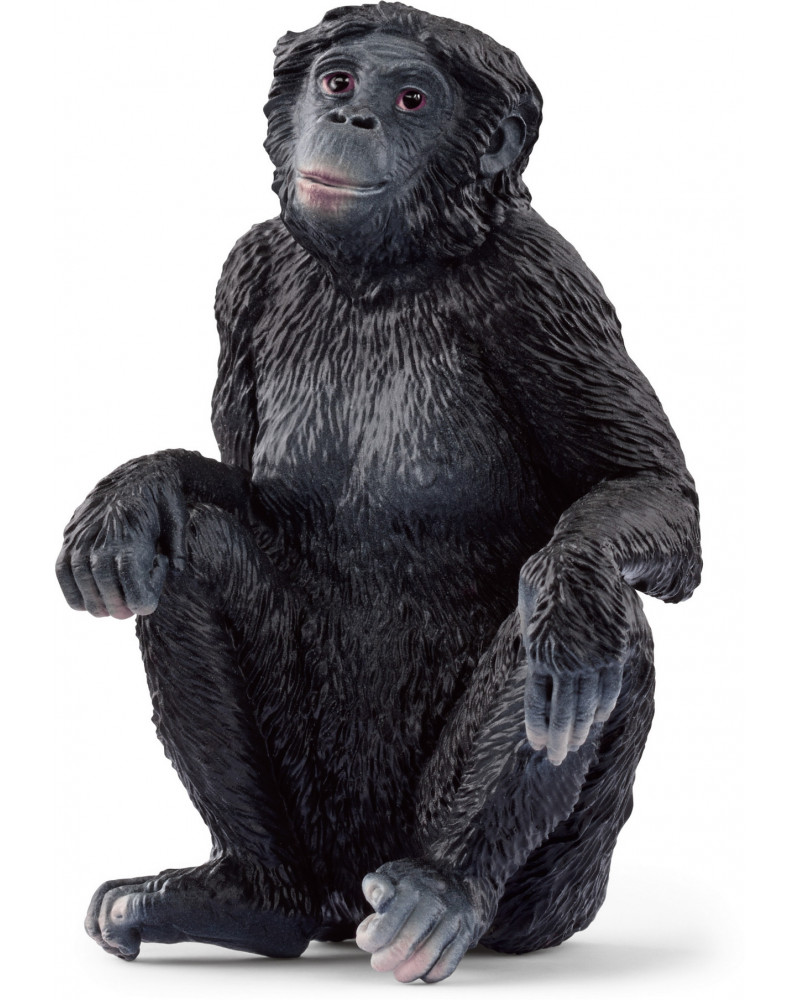 BONOBO FEMELLE