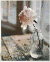 PPN 40X50 FLEUR BLANCHE + CHASSIS