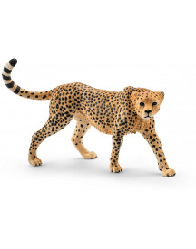 GUEPARD FEMELLE