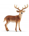 CERF DE VIRGINIE