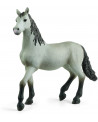 POULAIN PURE RACE ESPAGNOLE