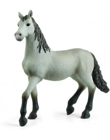 POULAIN PURE RACE ESPAGNOLE