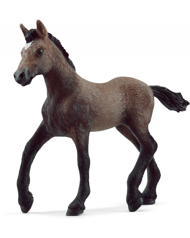 POULAIN PASO PERUVIEN